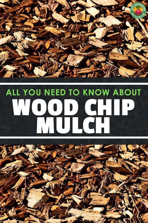 wood chips with the words all you need to know about wood chip mulch