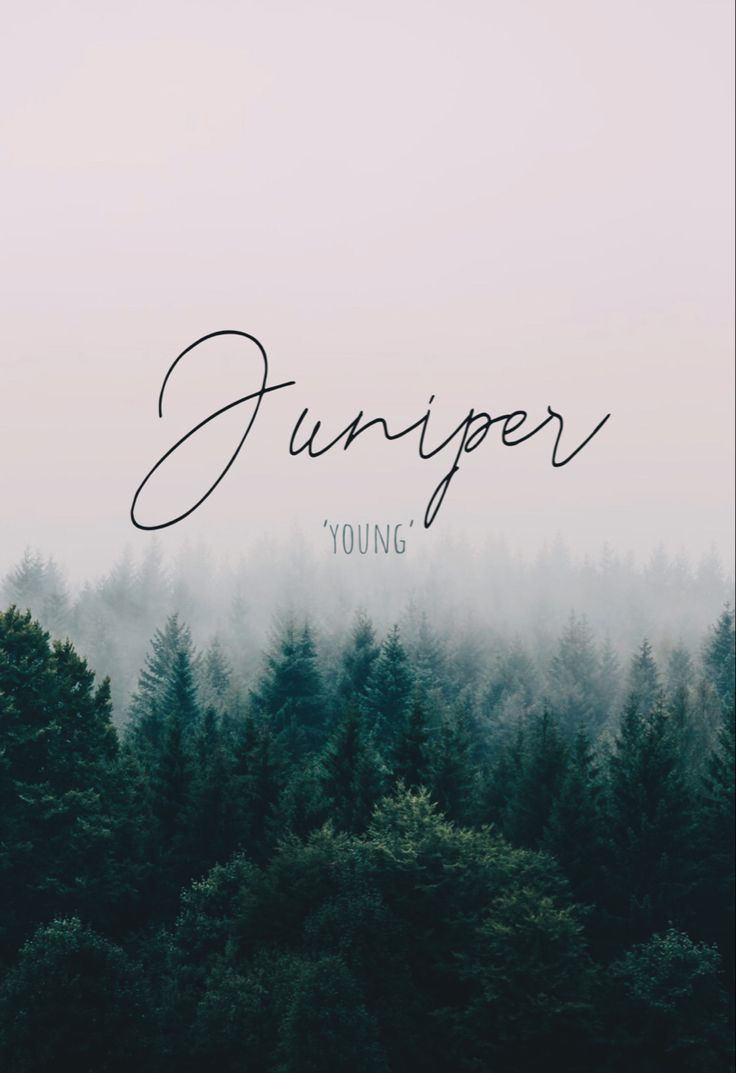 a forest with the words,'juniper young'written in cursive font