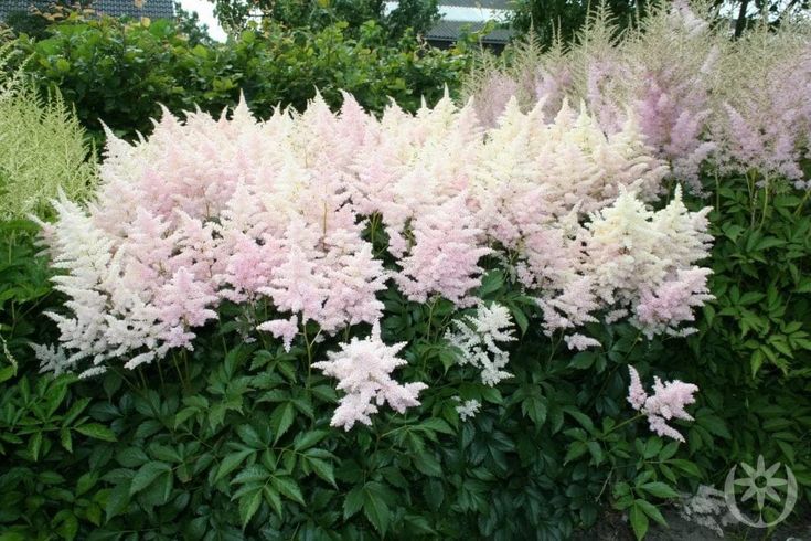 pink and white flowers are growing in the garden