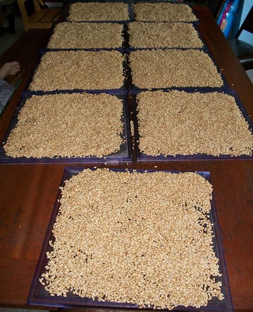 four pans filled with oatmeal sitting on top of a wooden table