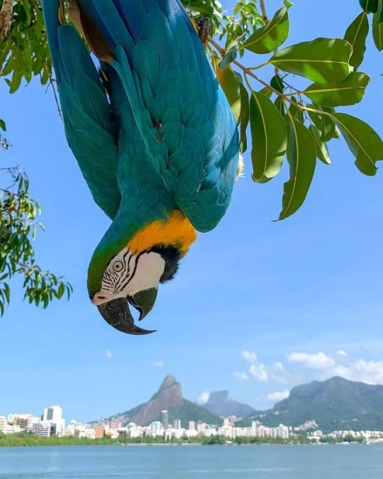 a blue and yellow parrot is hanging upside down from a tree branch near the water