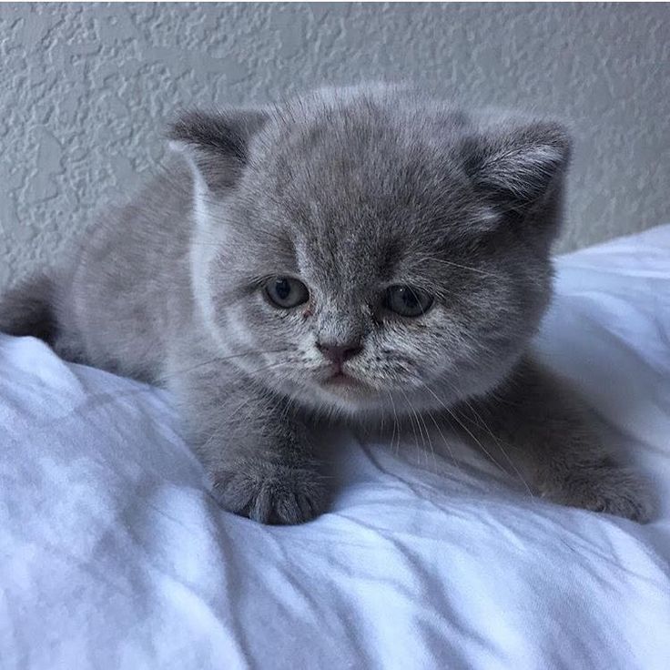 a small gray kitten sitting on top of a bed