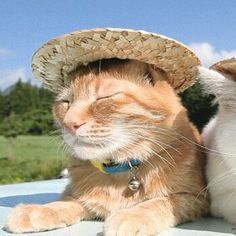 two cats wearing hats sitting on top of a car in front of some grass and trees