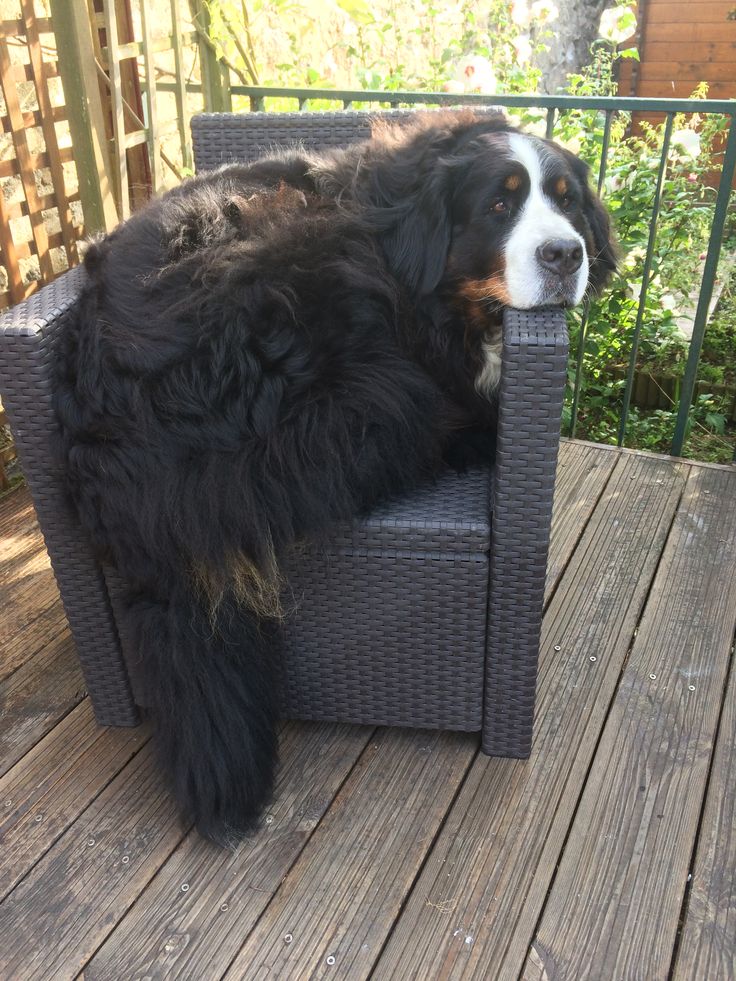 a large black and white dog laying on top of a wooden deck next to a chair