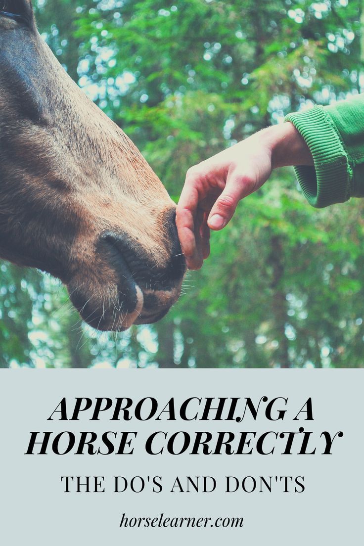 a person touching the nose of a horse with trees in the background text reads approaching a horse correctly, the do's and don'ts