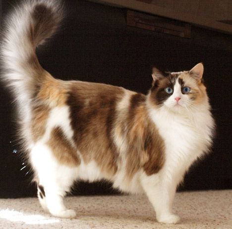 a brown and white cat standing on top of a carpet