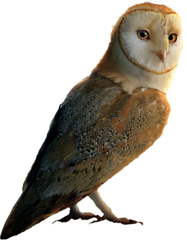 an owl standing on its hind legs and looking at the camera with one eye open