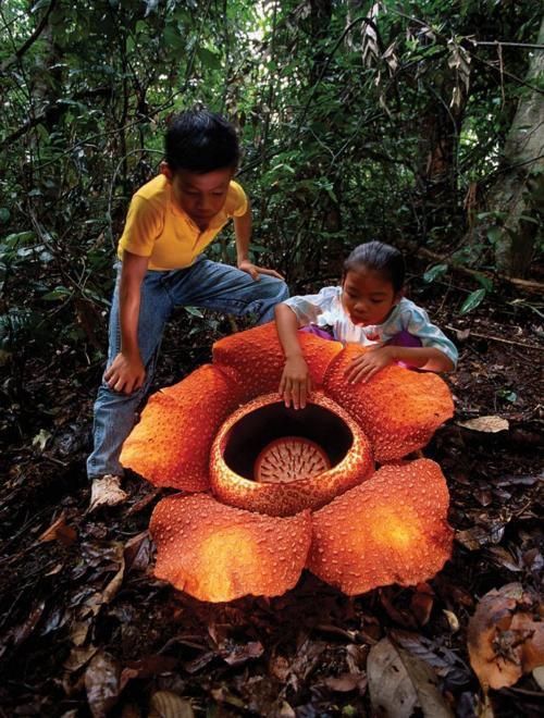 two children are playing in the woods with an unusual flower