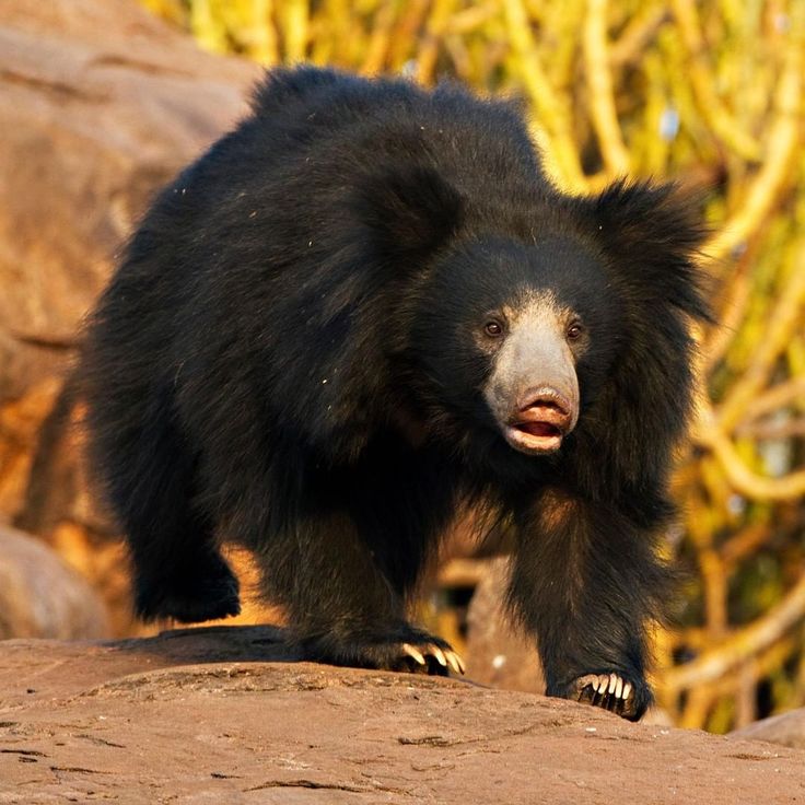 a black bear standing on top of a rock