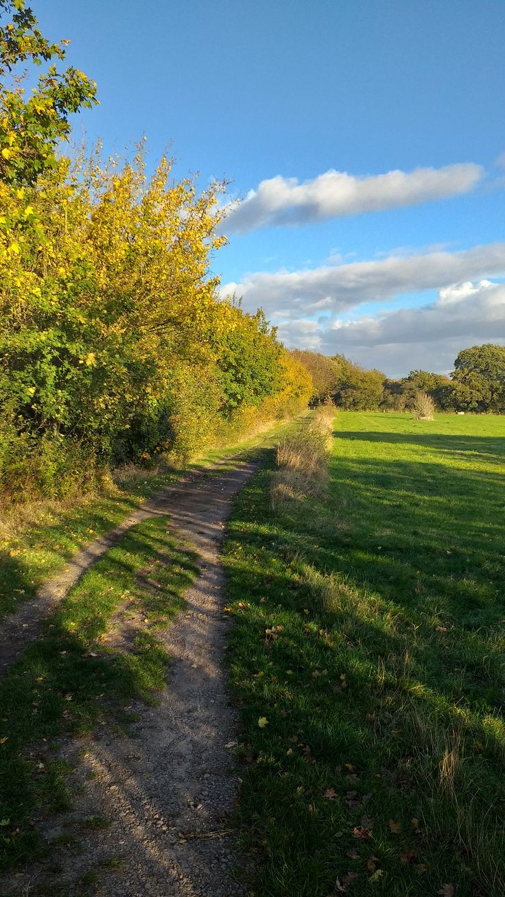 a dirt road in the middle of a field with trees and grass on both sides