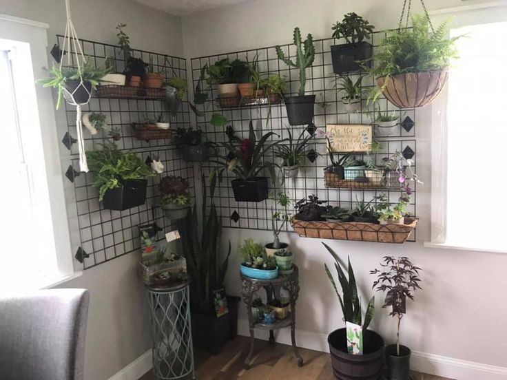 several potted plants are hanging on a wall in a room with wooden flooring