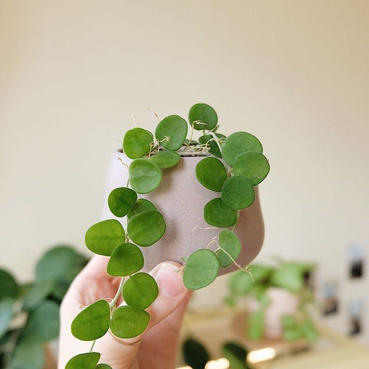 a person holding up a plant with green leaves on it in front of a mirror