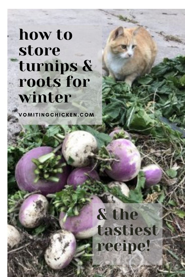 an orange and white cat sitting on the ground next to some purple turnips