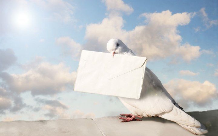 a white bird sitting on top of a cement wall holding an envelope in its beak