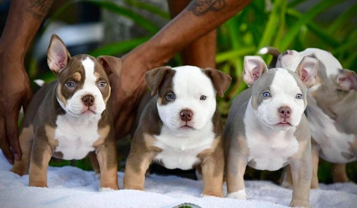 four puppies are standing next to each other in front of a person's hand