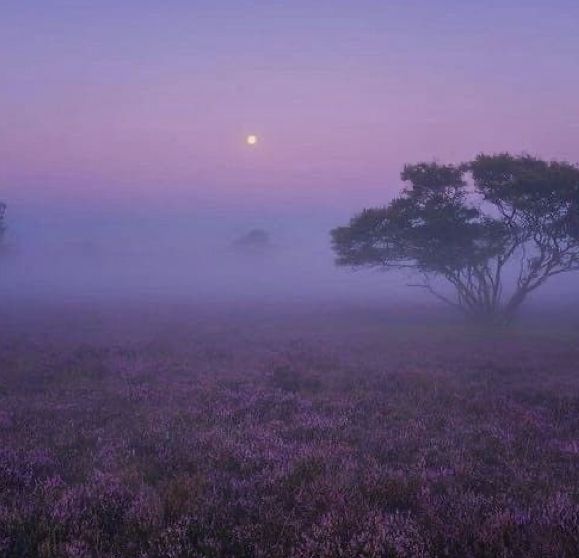 the sun is setting over a foggy field with trees and lavender flowers in the foreground