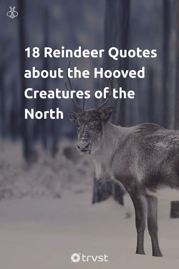 Pin Image Portrait 18 Reindeer Quotes about the Hooved Creatures of the North Rudolph The Red Nosed Reindeer Quotes, Reindeer Sayings, Reindeer Sayings Cute, Funny Reindeer Quotes, Reindeer Quotes, Rudolph Quote, Deer Quotes, Snow Poems, Bookmarks Quotes