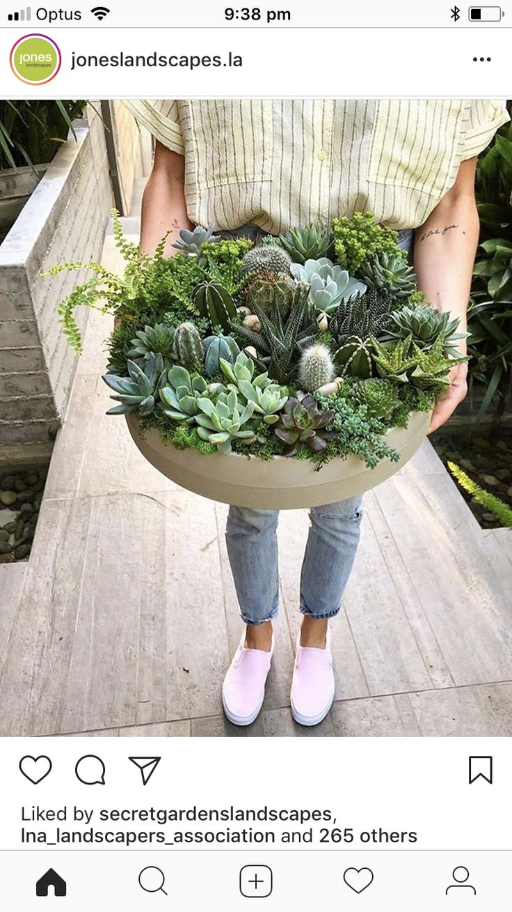 a person holding a planter with succulents and other plants in it