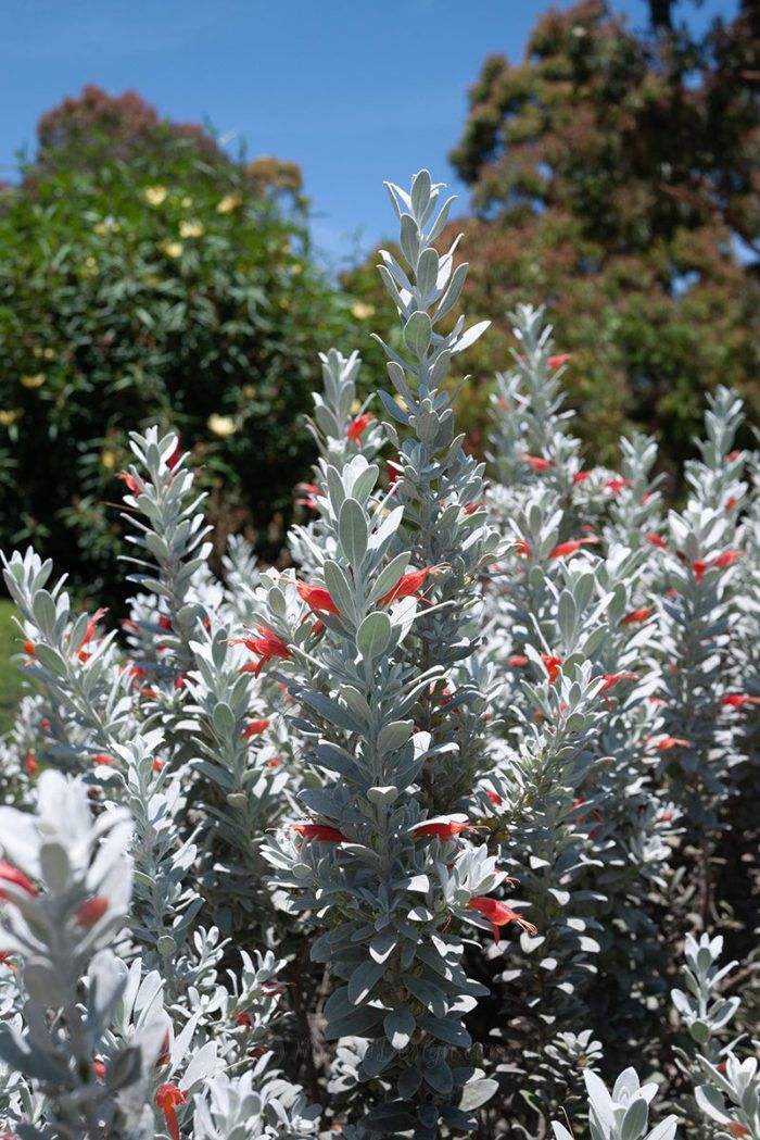 a bush with red and white flowers in the foreground