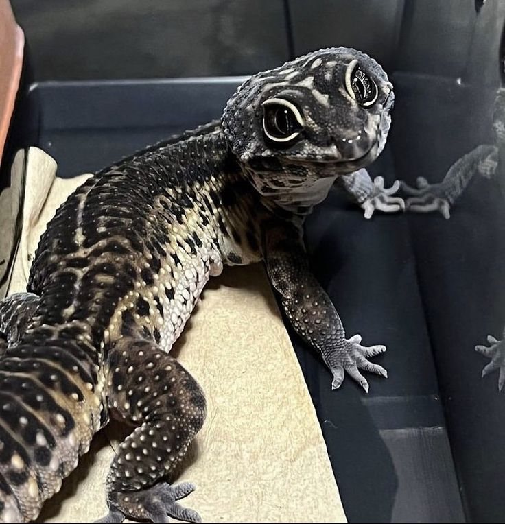 a lizard sitting on top of a car seat