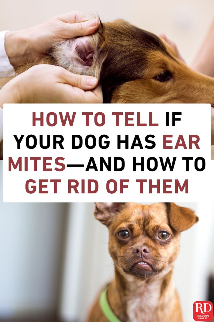 a brown dog sitting on top of a wooden floor next to a white sign that says how to tell if your dog has ear mitts and how to get rid of them