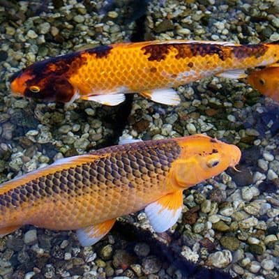 two orange and white koi fish swimming in the water with gravel on the ground