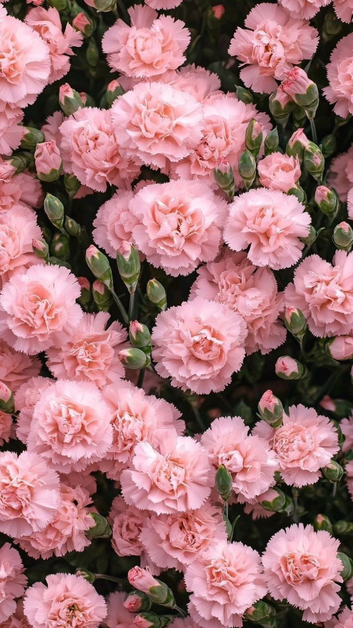 pink carnations are blooming in the garden