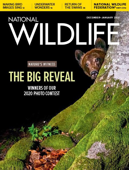 the cover of national wildlife magazine features a bear peeking out from behind a mossy tree