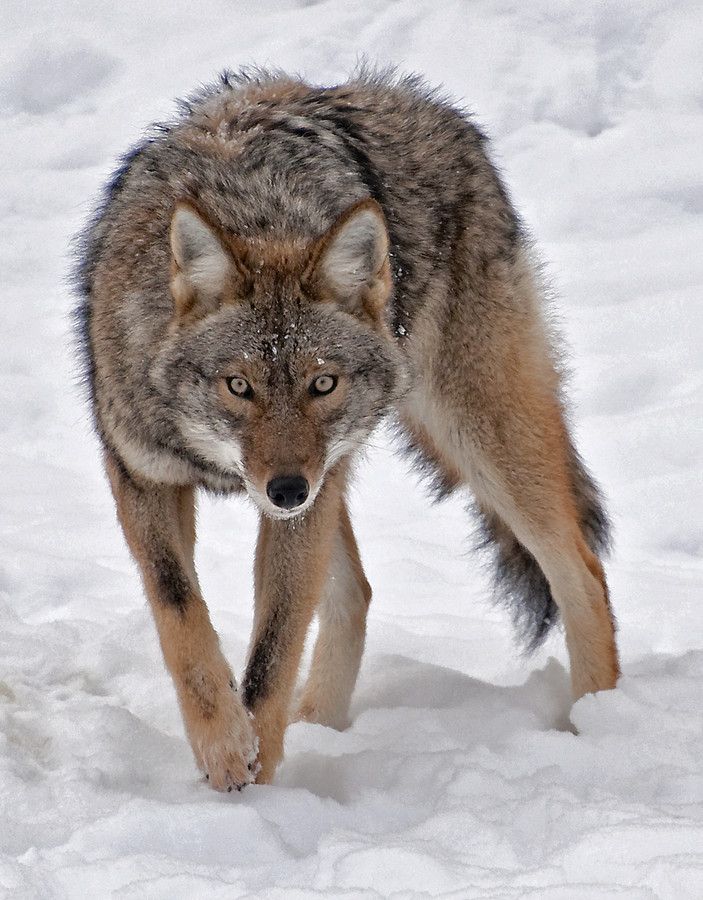 a wolf is walking through the snow