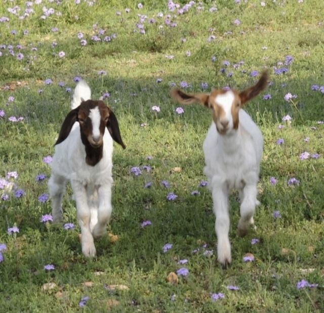 two goats are running in the grass with purple flowers behind them and one is looking at the camera