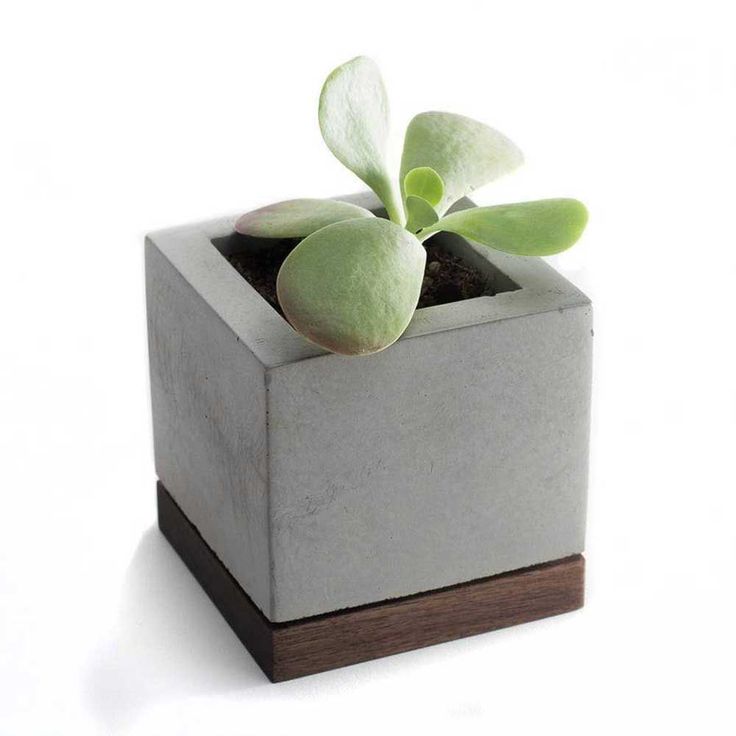 a small potted plant sitting on top of a white table next to a wooden block