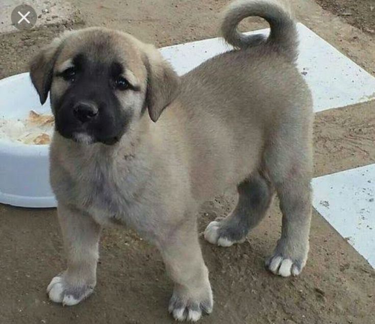 a small dog standing next to a white bowl