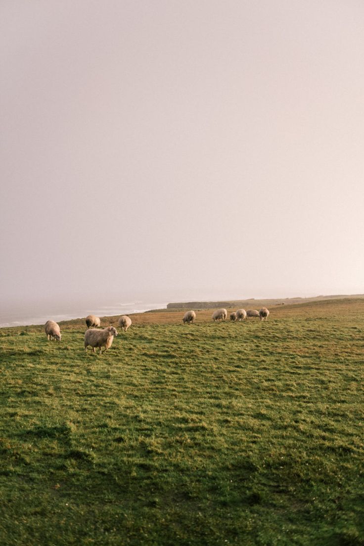 a herd of sheep standing on top of a lush green field under a cloudy sky