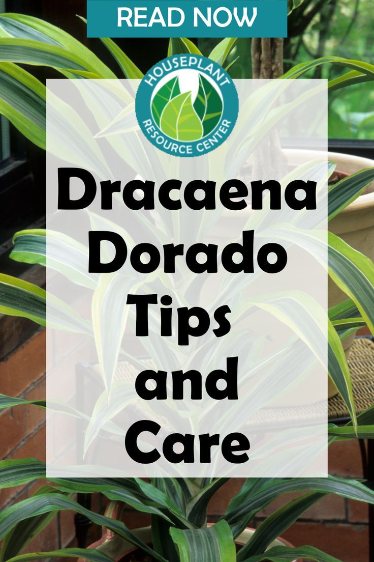 a plant with the words dracaena dorado tips and care