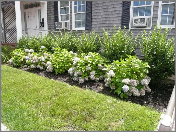 some bushes and flowers in front of a house