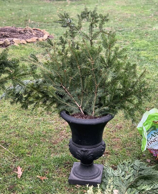 a potted plant sitting on top of a green field