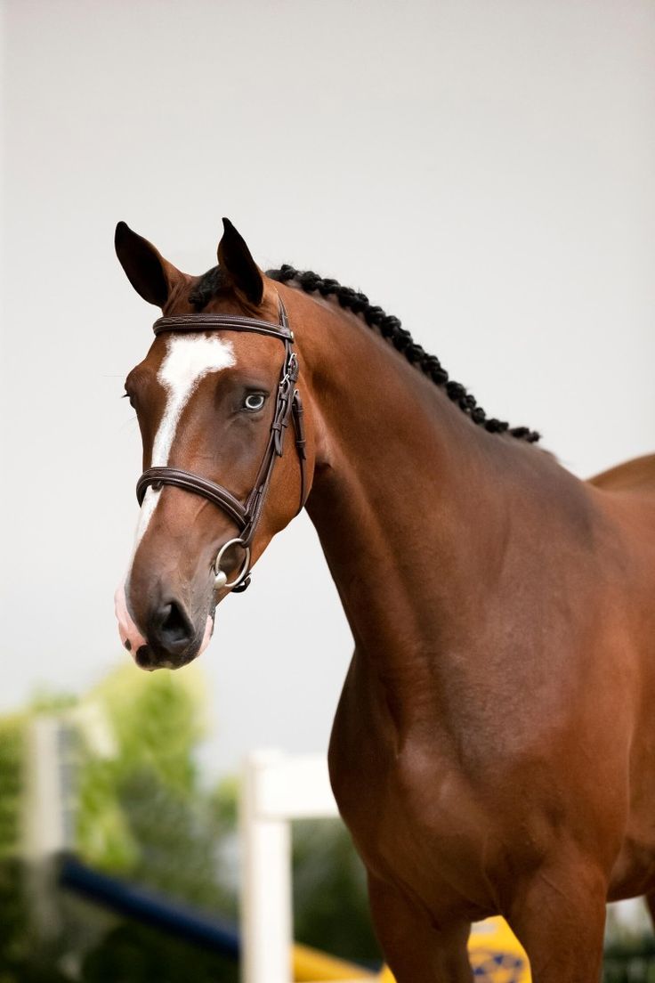 a brown horse standing on top of a lush green field next to a yellow fence