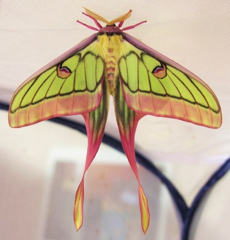 a close up of a butterfly on a ceiling