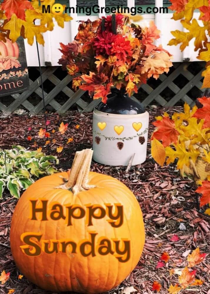 Happy Sunday! Do you have your pumpkins, yet? We're going to the pumpkin farm today. Might wait until next weekend to carve them, though, so they don't shrivel up before Halloween. 🌞 Good Morning Fall Sunday, Halloween Weekend Quotes, Fall Sunday Morning Quotes, Happy Sunday Autumn, Hello Sunday Morning, Good Morning Fall, Old Farmhouses, Fall Sunday, Autumn Greetings