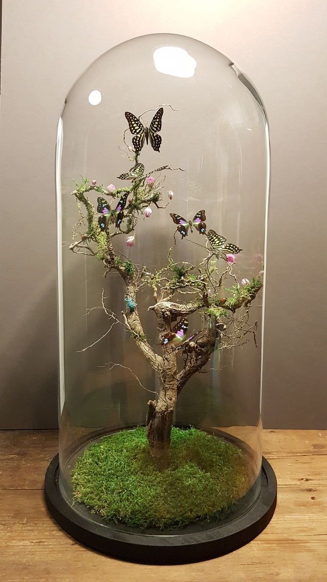 a small tree in a glass dome with moss and butterflies on the top, sitting on a wooden table