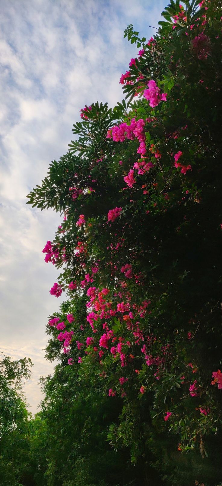 pink flowers are blooming on the side of a tree lined street in front of a cloudy blue sky