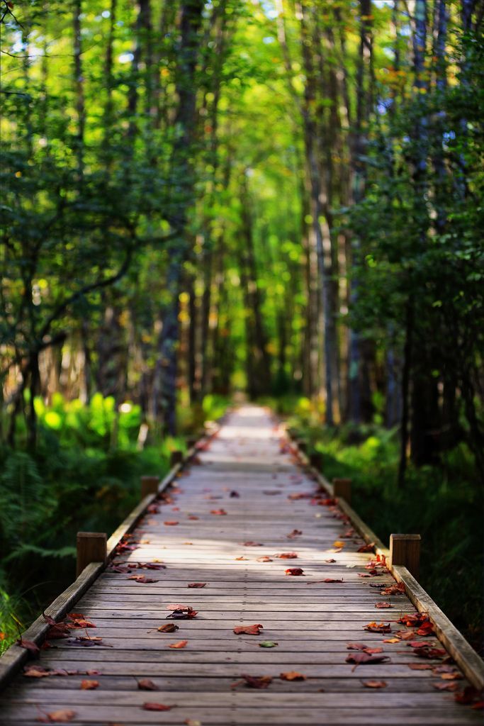 a wooden walkway surrounded by trees and leaves