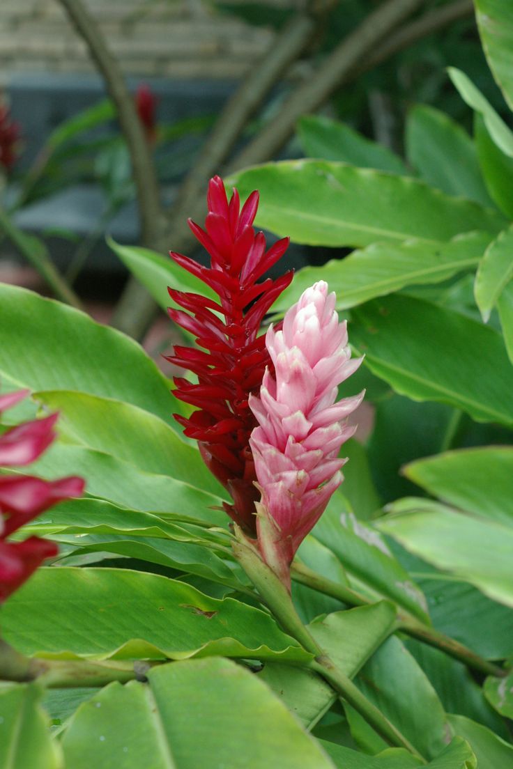 a red and pink flower in the middle of green leaves