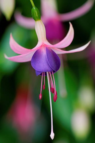 a pink and purple flower with green leaves in the background