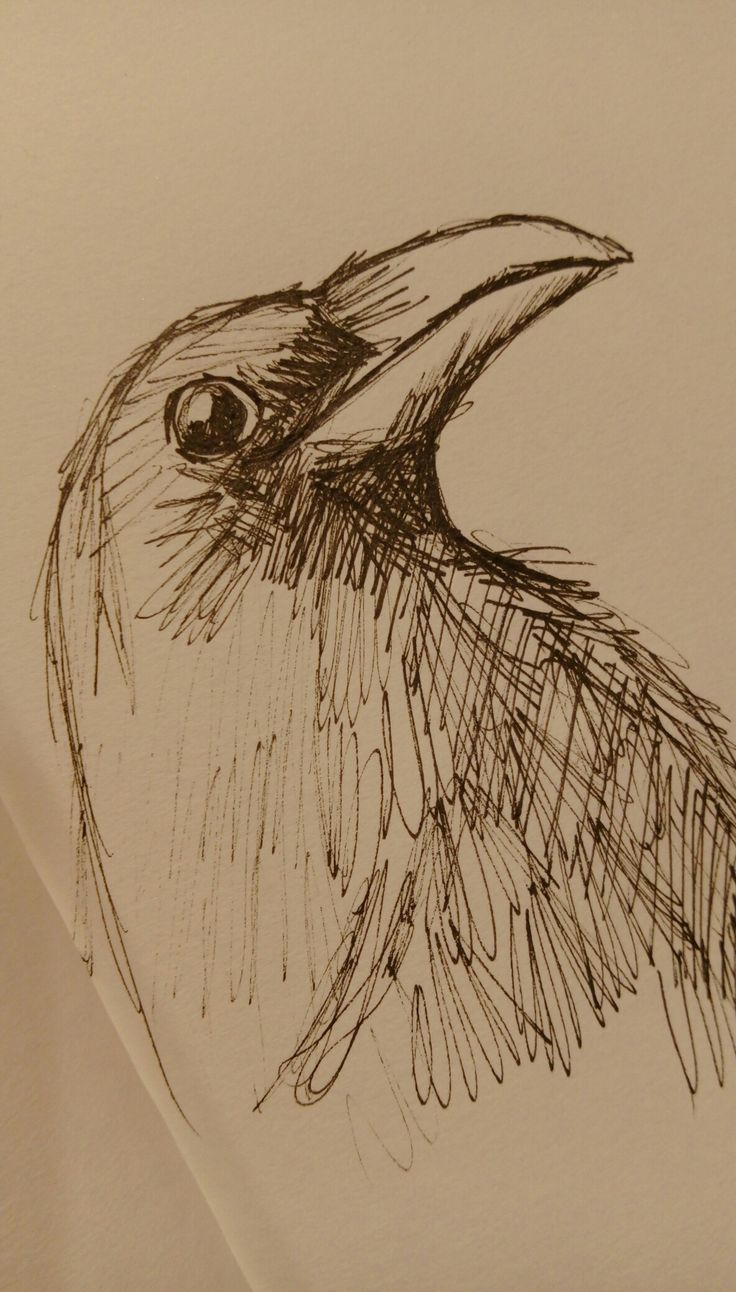 a drawing of a bird is shown in black ink on white paper with a penciled edge