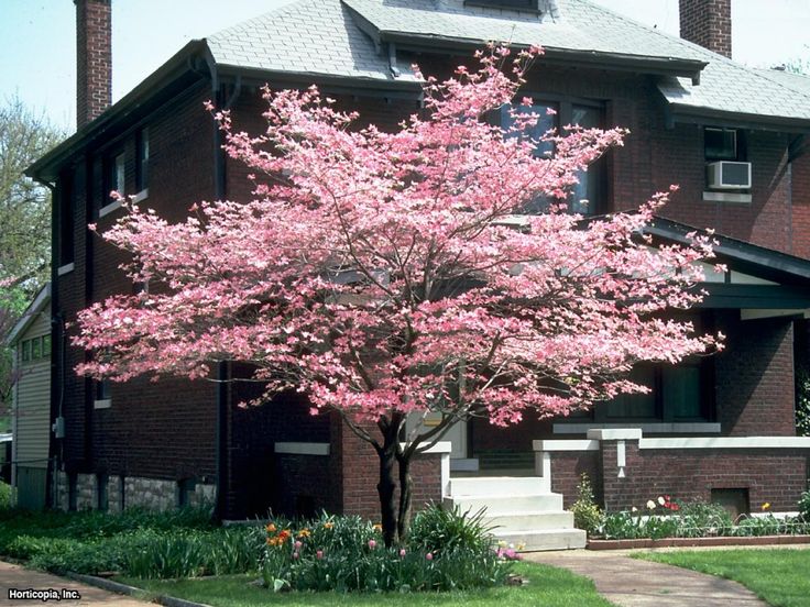 a tree with pink flowers in front of a large brick house on a sunny day