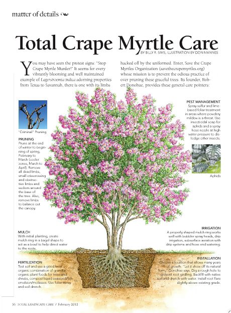 a tree with pink flowers growing out of it's roots and the words total grape myrtie care