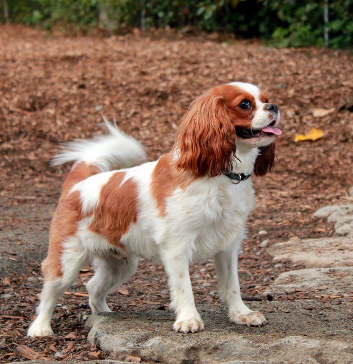 a small brown and white dog standing on top of a dirt field with trees in the background