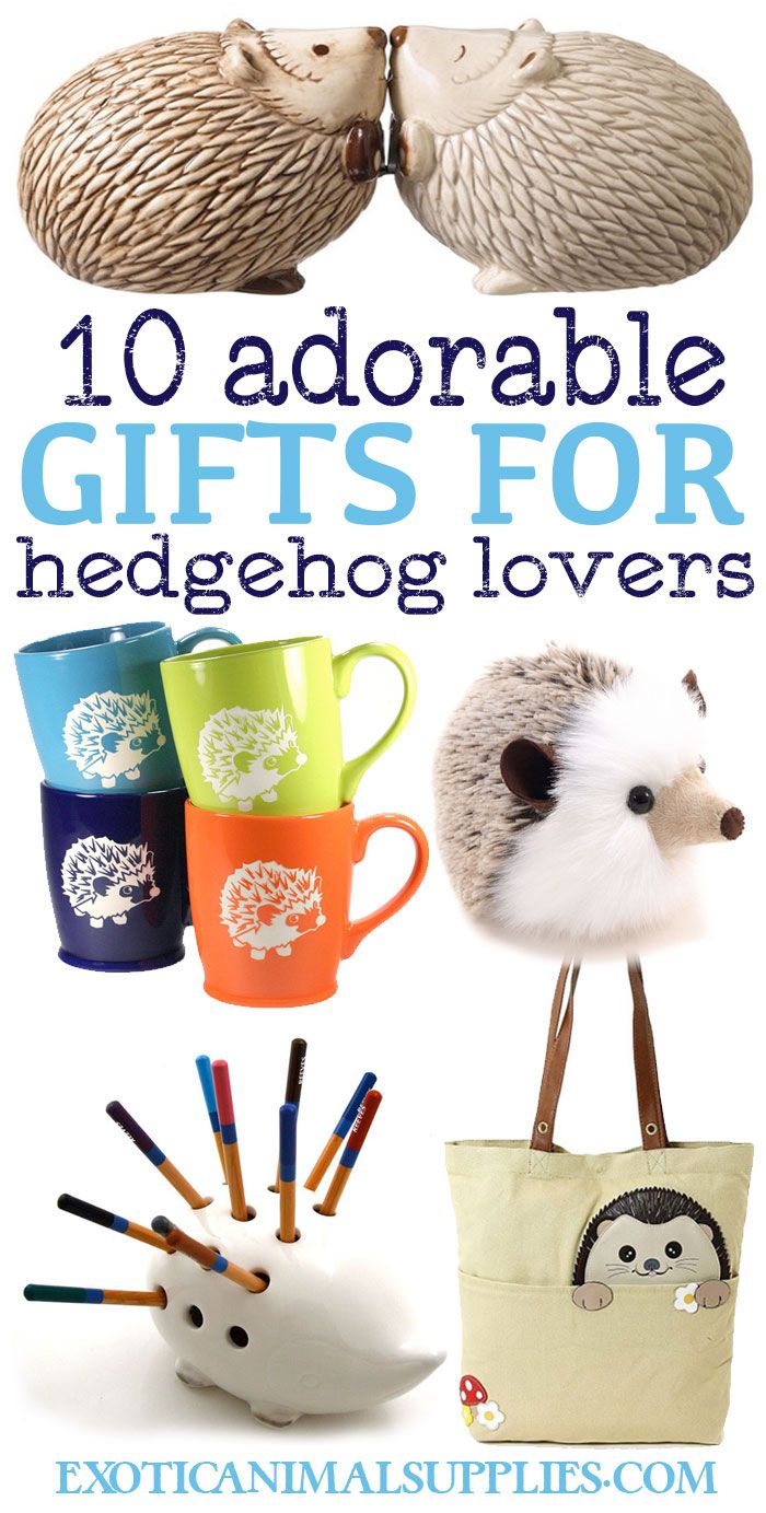 the cover of 10 adorable gifts for hedgehog lovers by extcannnal supties