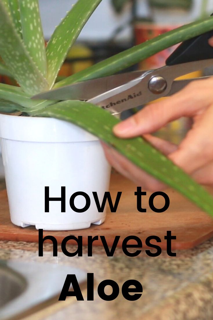 a person cutting up an aloe plant on a cutting board with the words how to harvest harvesting aloe